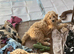 Fluffy Cavapoochon puppies