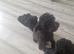 Toy poodle 9weeks old