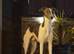 Whippet puppy&rsquo;s