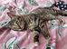 Kitten to rehome