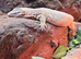 Red Ackie Monitor male