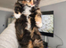 Mainecoon &times; Siberian