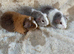 Baby Male Teddy Guinea Pigs