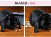 Gorgeous Pure Bred Mini Lop Rabbits