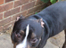 Loving 5 year old male staffy