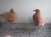 Mueleman Racing Pigeons