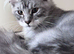 Gorgeous Maine Coon males with GCCF pedigree for sale