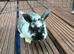 English Spot cross Mini Lop&rsquo;s