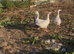 Geese