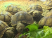 Baby sulcarta Tortoises