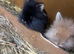 Rabbits