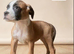 american bulldog puppies