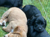 KC registered cocker spaniel puppies