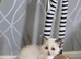 Ragdoll pedigree
