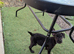French bulldog mixed terrier