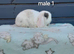 Adorable mini lop rabbits. READY NOW