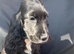 KC STUNNING SHOW TYPE COCKER SPANIELS
