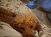 Toy poodle puppies