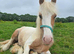 Palomino & white san cler cob