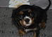 Fully Health Tested KC Cavalier King Charles Spaniel Puppies