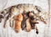 Tabby kitten
