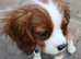 Four Beautiful Blenheim Cavalier King Charles Spaniel Puppies