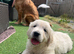 Gorgeous golden retriever puppies ️