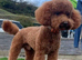 KC REG DNA Health Tested - RED Toy Poodle STUD
