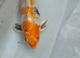 Koi carp
