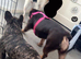 Frug puppies ready December ( ONLY GIRLS LEFT NOW)