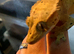 Dalmatian crested gecko adult male
