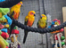 Sun Conure