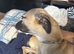 1.5 year old whippet cross grey hound very loving