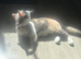 Beautiful TICA REG 7 months old Blue And White Tortie British Shorthair Girl