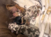 Kennel club Miniature Dachsund puppies