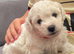 Adorable Bichon frise