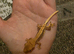 Baby crested geckos