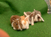 Beautiful Netherland dwarf rabbits