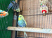 Adult Budgies Looking for Loving Homes – Folkestone