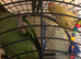 Hen 3 years old