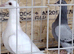 Racing pigeon for sale