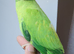 Beautiful Rare Opaline split Cleartail Baby Ringneck parrot