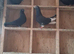 English high fly pigeons for sale