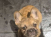 Wired hair french bulldog