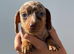 Dash hound puppies