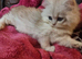 Attractive chinchilla Persian kittens