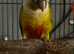 Pineapple conure