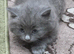 Kittens for sale