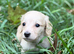 KC reg, English cream Miniature Dachshund puppies