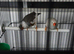 Pair of zebra finches